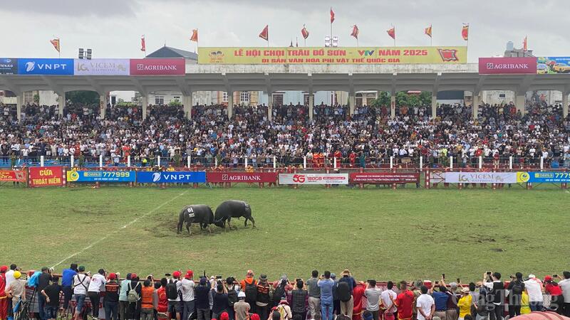 Trâu số 07 và 01 được đánh giá là có những đòn đánh hay, kịch tính nhất