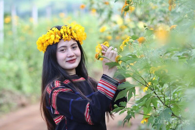Thiếu nữ bên hoa dã quỳ. Ảnh: Hiền Mai