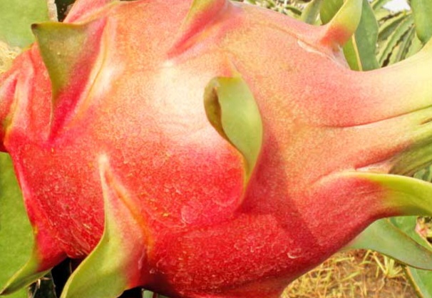 Giá thanh long giảm mạnh