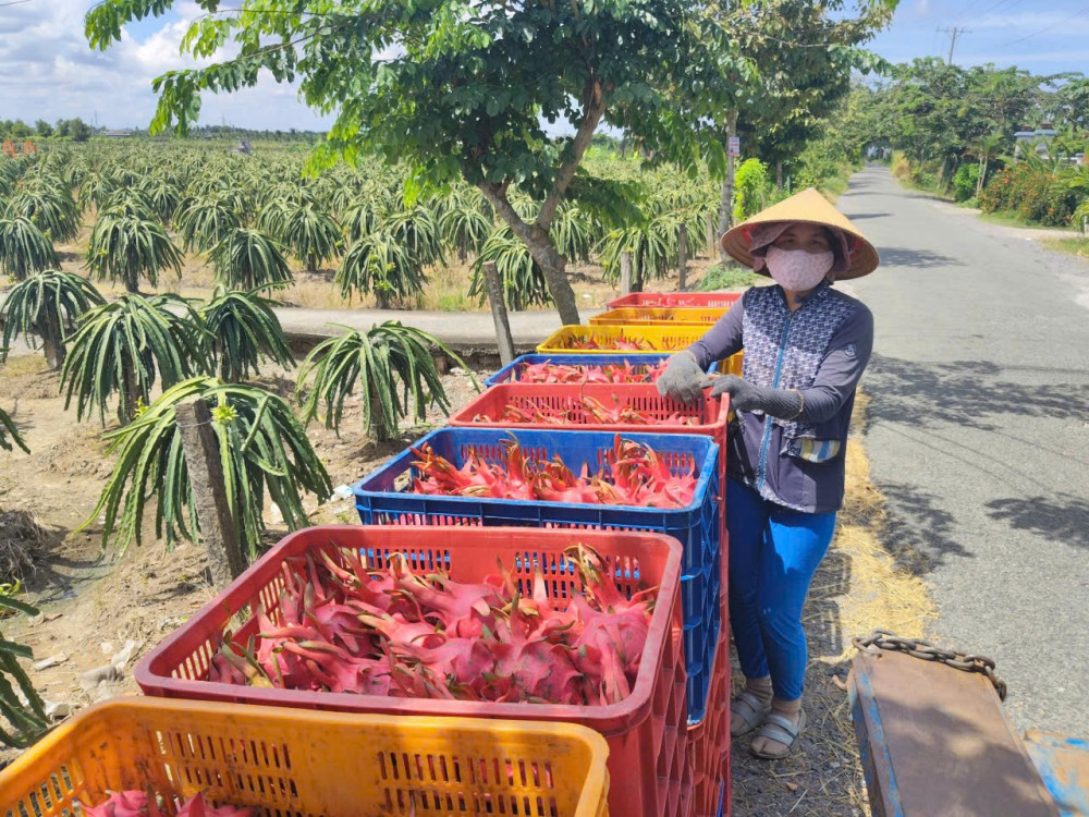 Giá thanh long giảm mạnh