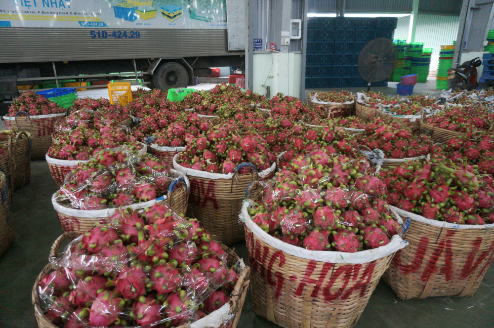 Giá thanh long giảm mạnh