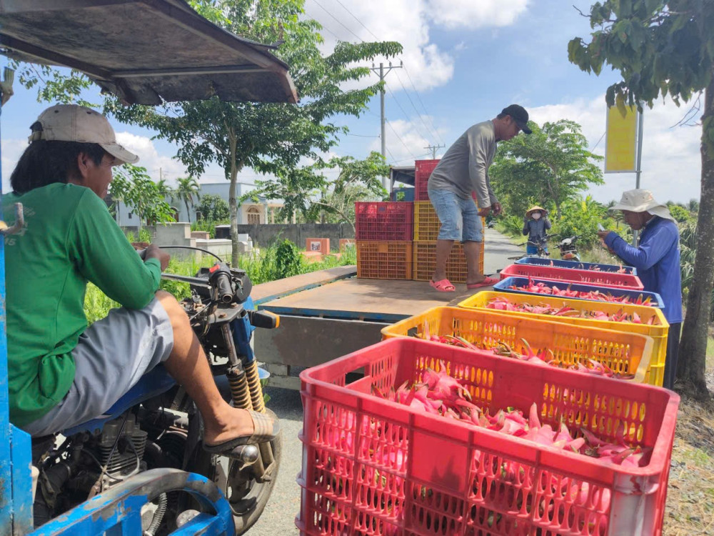 Giá thanh long giảm mạnh
