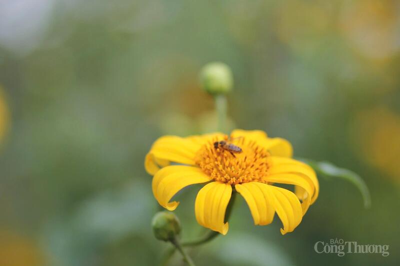 Tháng 11, khi những cơn gió se lạnh ùa về cũng là lúc hoa dã quỳ rực rỡ nhuộm vàng khắp triền núi lửa Chư Đăng Ya. Ảnh: Hiền Mai