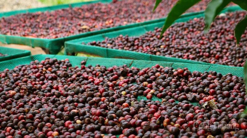 Với 107.400 ha cà phê, tỉnh Gia Lai tự tin tạo ra những hạt cà phê chất lượng cao, đủ sức chinh phục các thị trường khó tính nhất.  Ảnh: Hiền Mai