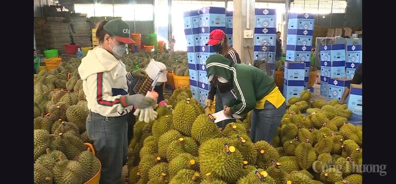 Sầu riêng ở Đắk Lắk được đóng gói chuẩn bị xuất khẩu