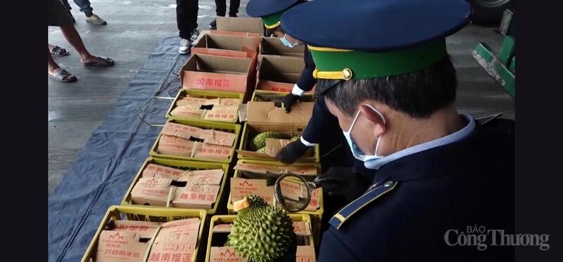 Lực lượng chức năng kiểm tra sầu riêng trước khi đưa ra thị trường