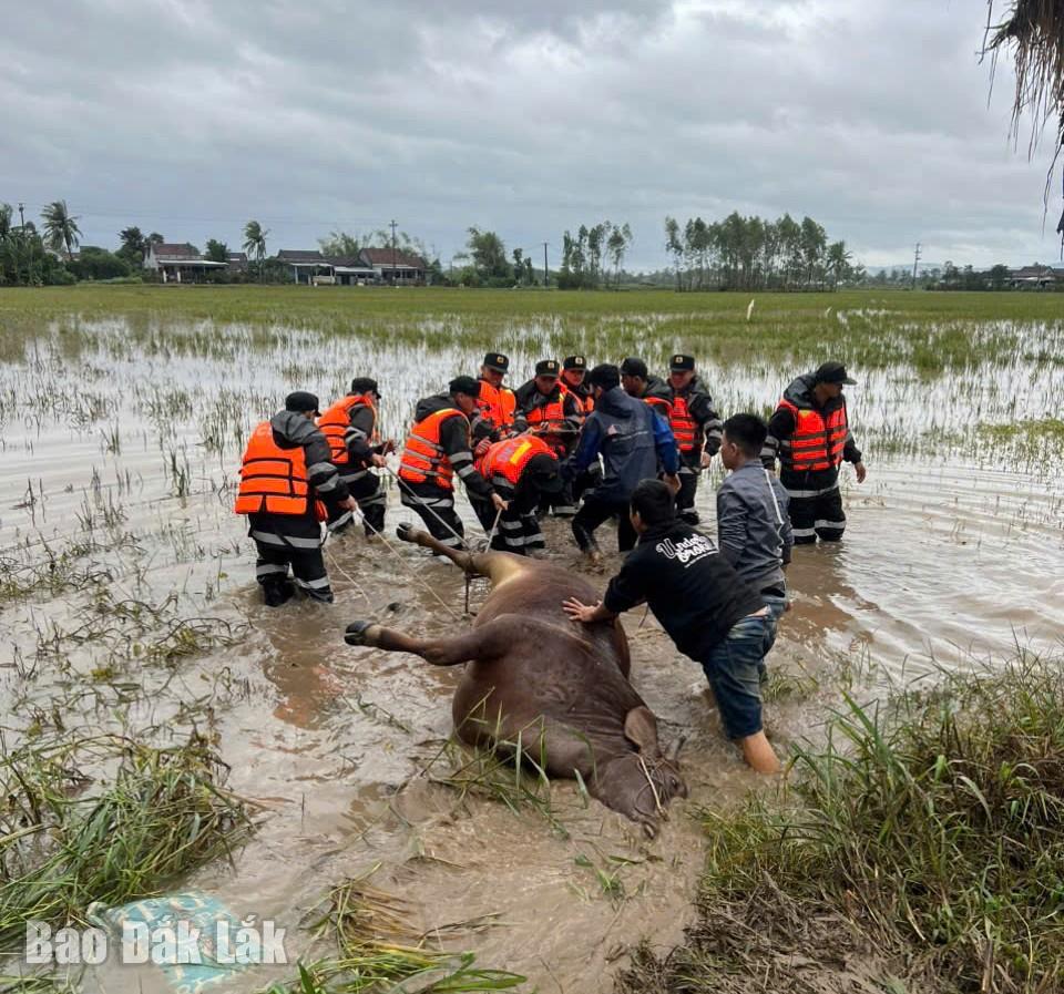 Trung đoàn Cảnh sát Cơ động Tây nguyên hỗ trợ các địa phương xử lý xác động vật sau mưa lũ.