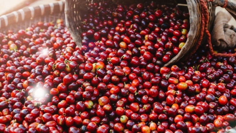 Giá cà phê Arabica vượt 9.100 đô la/tấn do nguồn cung hạn hẹp. Ảnh minh hoạ