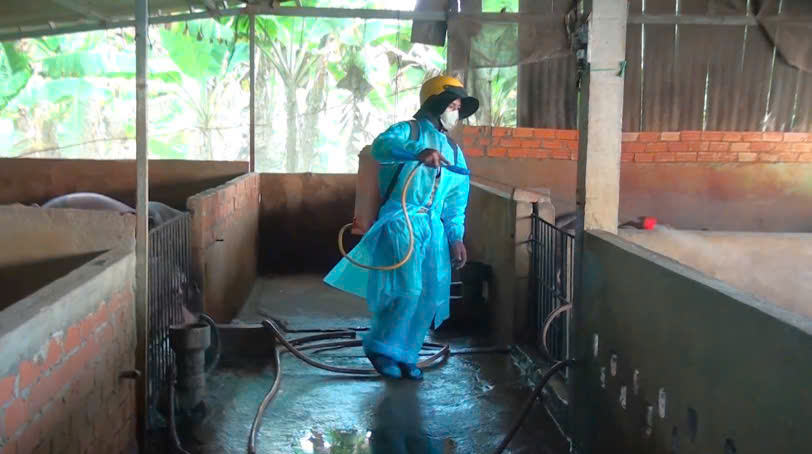 Tây Ninh: Phát hiện thêm 1 ổ dịch tả heo châu Phi