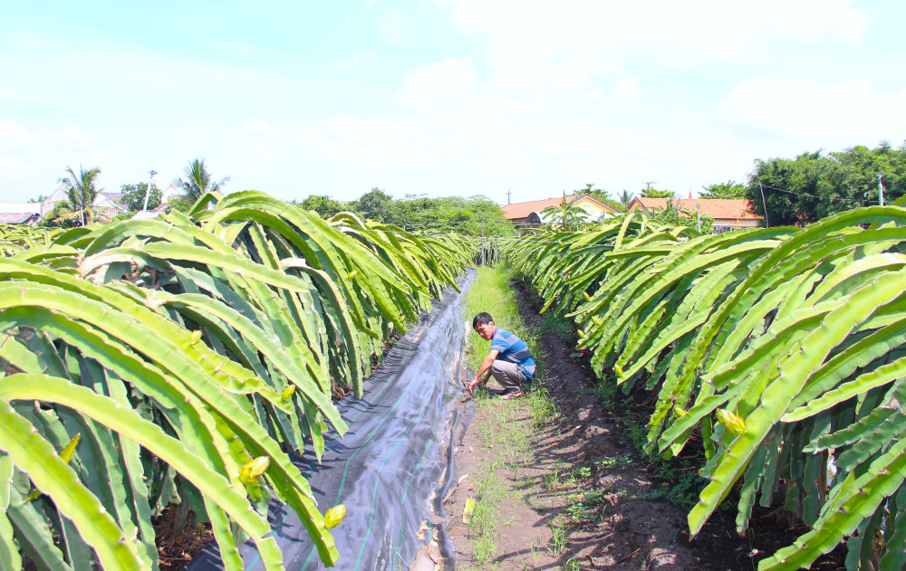 Hiệu quả từ những mô hình điểm nông nghiệp ứng dụng công nghệ cao