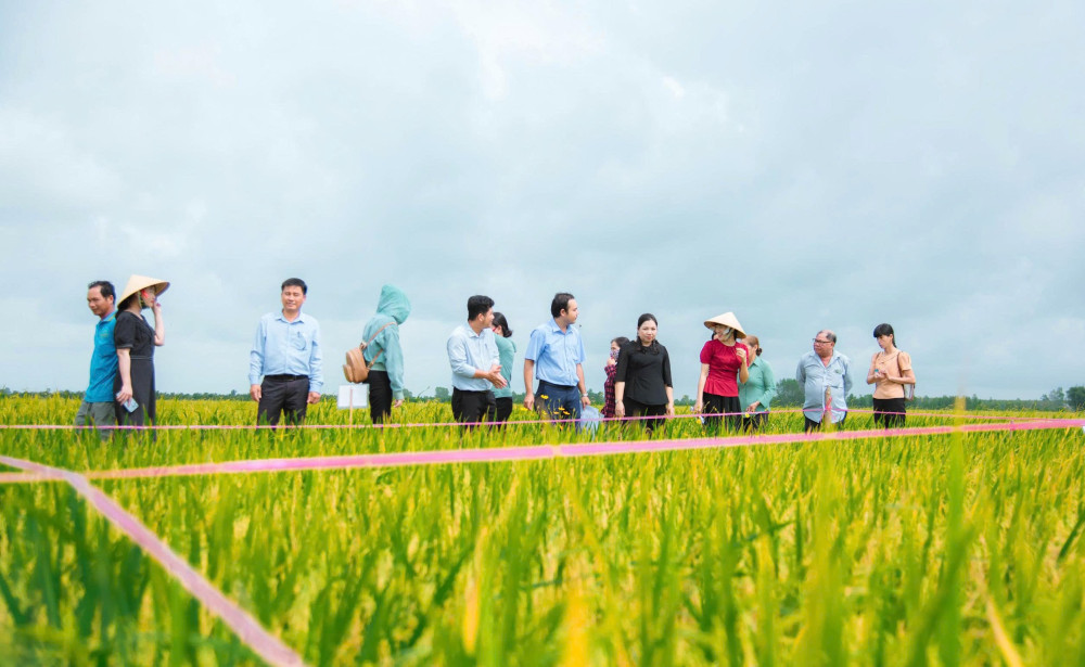 Hiệu quả từ những mô hình điểm nông nghiệp ứng dụng công nghệ cao