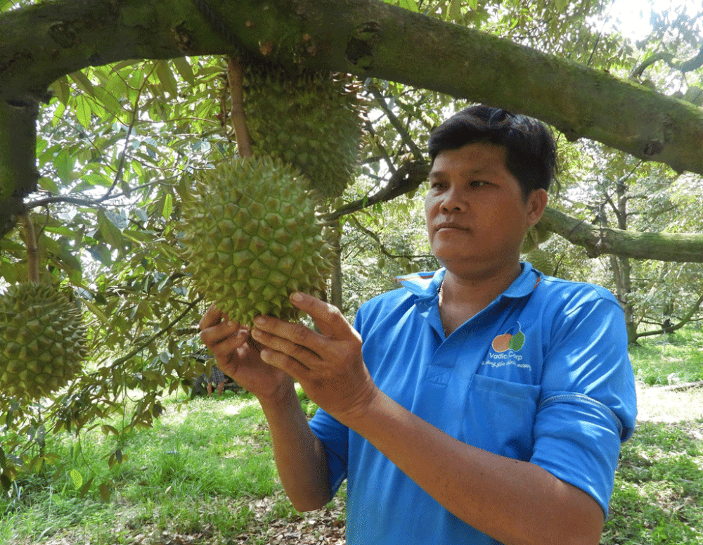 Mã số vùng trồng - “chìa khóa” mở cửa đưa nông sản vươn xa