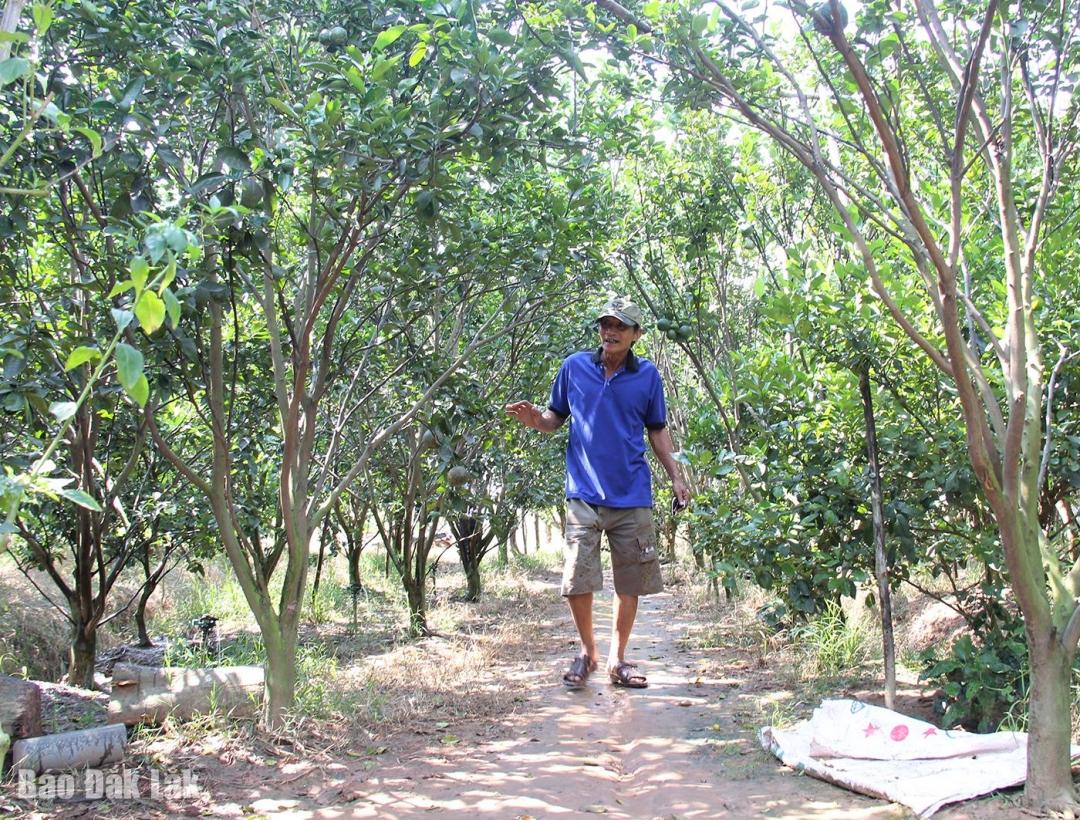 Mô hình phát triển kinh tế của một hộ dân xã Ia Rvê