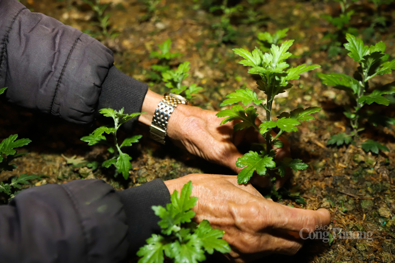 Hoa cúc tại đây đa dạng về chủng loại, như cúc vàng, cúc lan tím, cúc tứ quý,… tất cả đều đang trong giai đoạn phát triển quan trọng nhất.