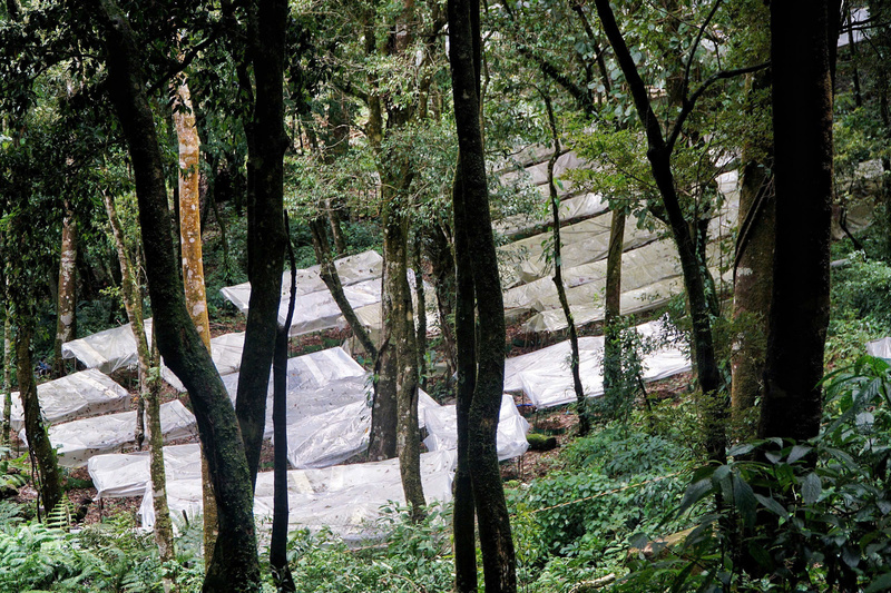 Toàn tỉnh Quảng Ngãi hiện có 853 loài cây thuốc và nấm làm thuốc, trong đó khoảng 30 loài có nhu cầu lớn trên thị trường và 25 loài đã được trồng, sử dụng rộng rãi. Ảnh: Nguyễn Dương