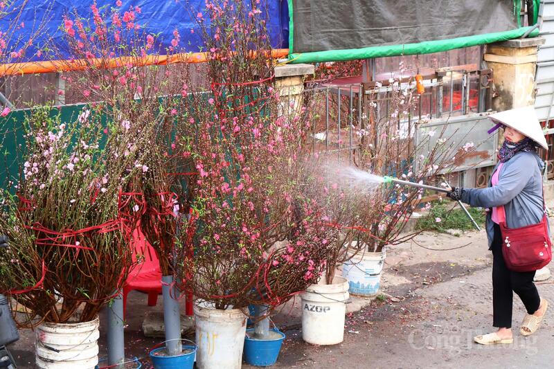 Các thương nhân chăm sóc, phun nước giữ ẩm cho hoa đào tại chợ