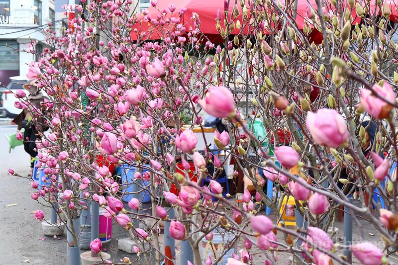 Vẻ đẹp của các loài hoa thêm sắc xuân cho phố phường Hà Nội