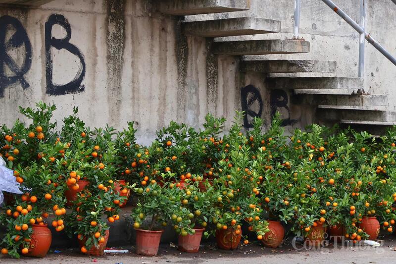 Cùng với hoa rừng, quất cảnh mini cũng được bày bán tại chợ hoa, giá khoảng 250.000 đồng/cây