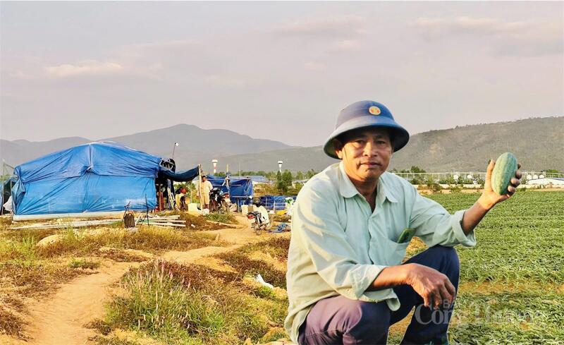 Người dân dựng lều, bám ruộng dưa đón Tết.