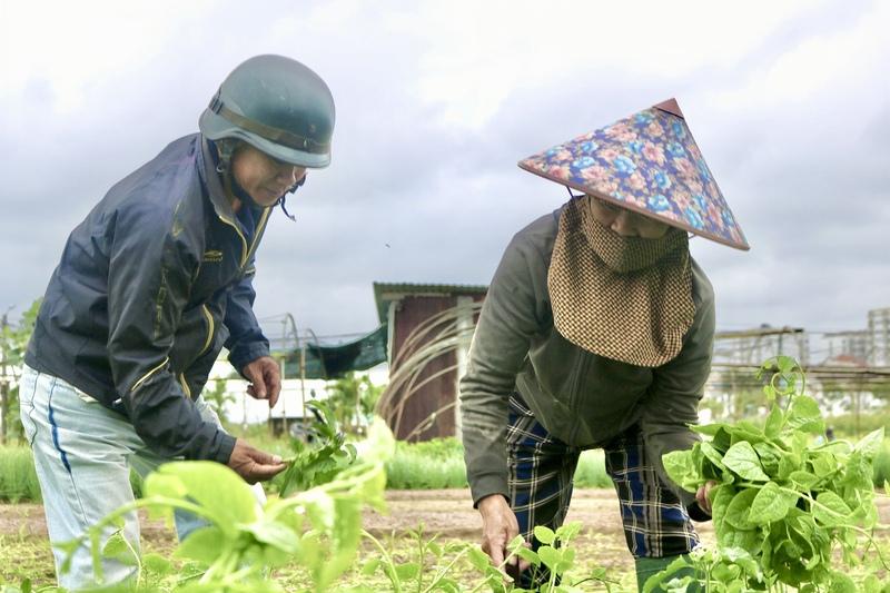 Khách hàng và thương lái đến mua rau trực tiếp tại làng rau La Hường. Ảnh: Ngọc Thảo