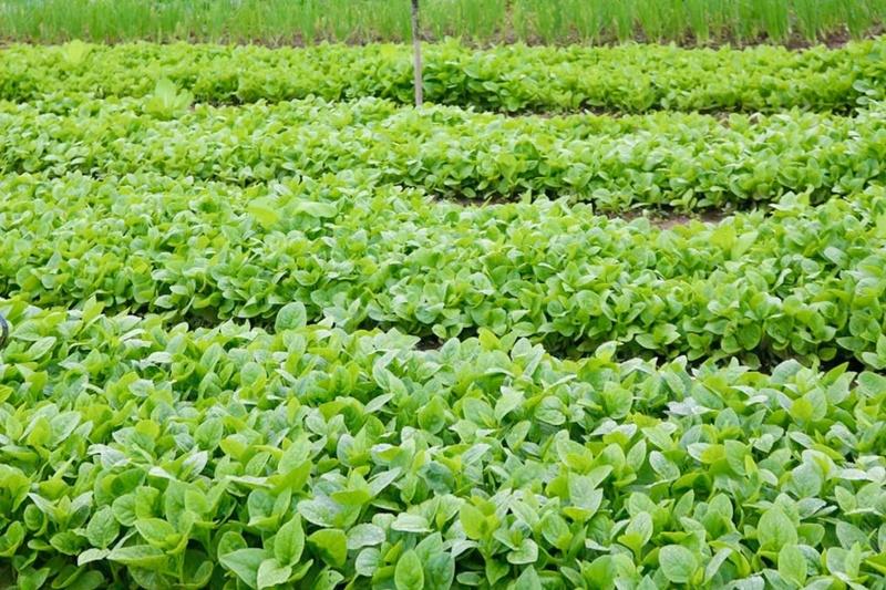Những luống rau xanh chờ ngày thu hoạch. Ảnh: Ngọc Thảo