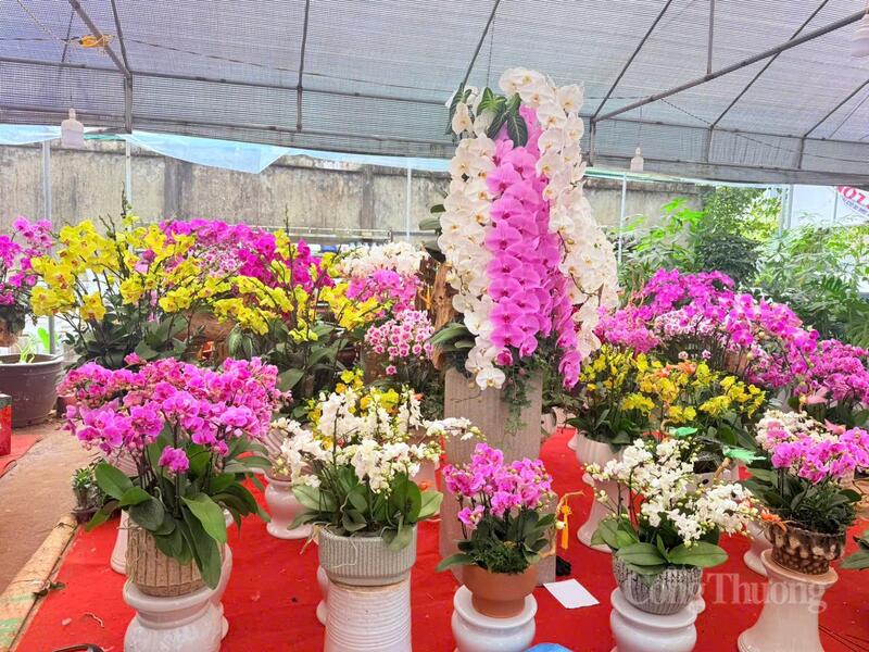 Giá hoa lan năm nay tăng nhẹ so với năm trước do chi phí nhập giống, chăm sóc và vận chuyển tăng, tuy nhiên sức mua vẫn giữ ở mức ổn định.