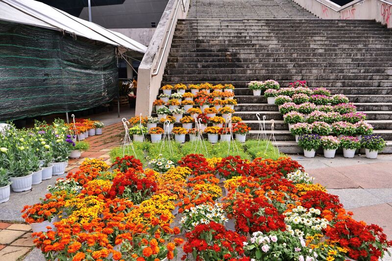 Các loại hoa cỡ nhỏ được tiểu thương nhập số lượng lớn, có giá tương đối ổn định, như dạ yến thảo có giá 200.000 đồng/chậu, sao băng có giá 50.000 đồng/chậu, cúc lá nhám có giá 100 đồng/chậu. Ảnh: Diễm Phúc