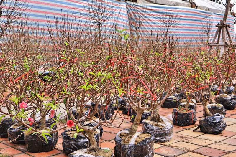 Một số lô bày bán đào Nhật Tân được chính các tiểu thương Hà Nội đưa về chợ hoa Tết Đà Nẵng, có rất nhiều mức giá từ 500.000 - 20.000.000 đồng/chậu. Ảnh: Diễm Phúc