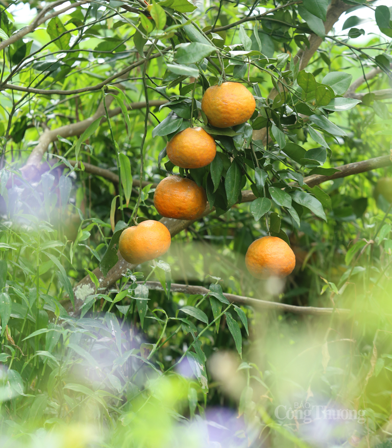 Anh Đồng cho biết, năm nay thời tiết tương đối thuận lợi, giúp quả đạt kích thước và màu sắc rất đẹp.
