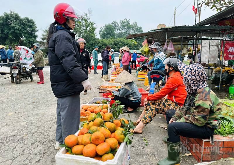 Trao đổi với phóng viên Báo Công Thương, ông Phan Văn Đoài, Chủ tịch UBND xã Kim Hoa cho biết, cam là cây trồng chủ lực, đóng góp tỷ trọng lớn vào cơ cấu kinh tế và mang lại thu nhập cao bền vững cho địa phương. Tính đến thời điểm hiện tại, bà con nông dân đã thu hoạch được khoảng 40% diện tích. Theo đà này, dự kiến mùa cam sẽ kéo dài xuyên Tết và ra tận tháng 1 âm lịch năm 2026.