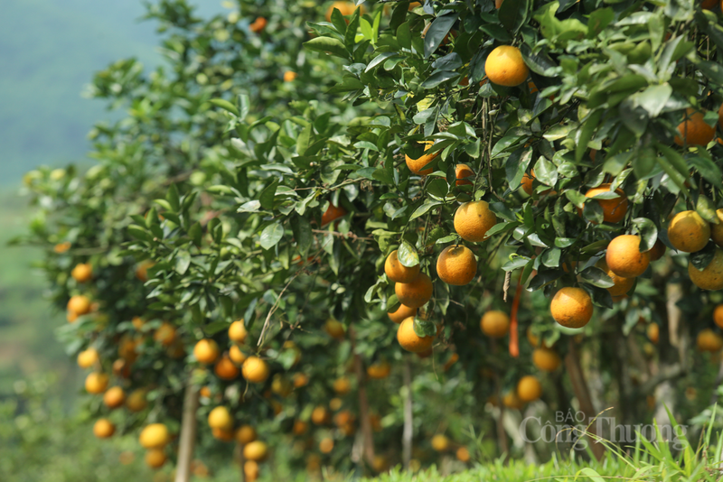 Tại vườn cam rộng 2 ha với hơn 900 gốc của anh Nguyễn Thanh Đồng (HTX Cam Đồng Nhi, xã Kim Hoa), những ngày này chủ vườn đang hối hả thu hoạch, trả đơn hàng cho khách đã đặt cọc trước.
