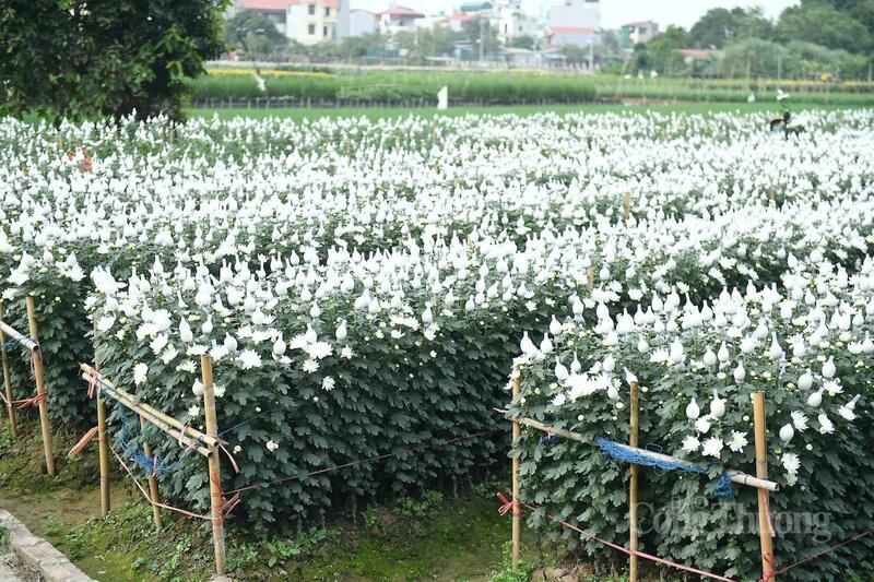 Hoa Tây Tựu sẵn sàng cung ứng cho thị trường.