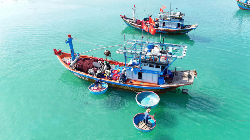 Những chiếc thuyền thúng trung chuyển cá vào bờ. Ảnh: Nguyễn Dương