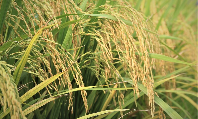 Dự báo sản lượng