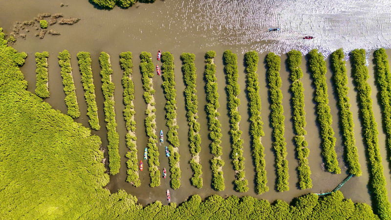 Những hàng cóc trắng, đước... được trồng theo từng lối tạo nên cảnh quan hấp dẫn. Ảnh: Nguyễn Dương