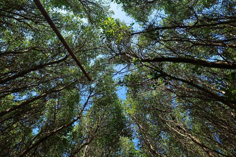 Từng hàng cây vun cao, tạo thành bóng mát. Ảnh: Nguyễn Dương