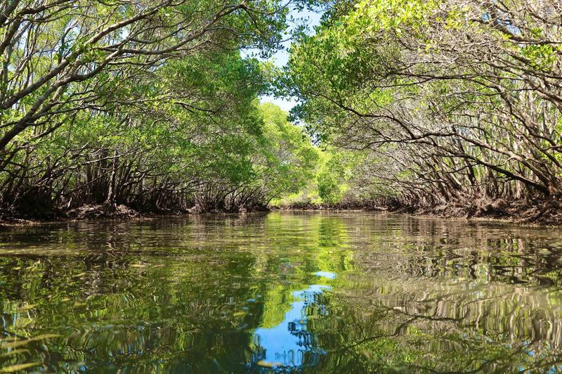 Để giữ gìn “lá phổi xanh” này, từ năm 2014, địa phương đã triển khai trồng hàng triệu cây cóc trắng để phục hồi rừng ven biển. Ảnh: Nguyễn Dương