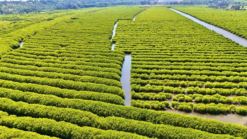 Bàu Cá Cái có diện tích khoảng 200 ha, nổi bật với hệ sinh thái rừng ngập mặn gồm các loài cây đặc trưng như cóc trắng, đước và nhiều loài thủy sinh. Ảnh: Nguyễn Dương