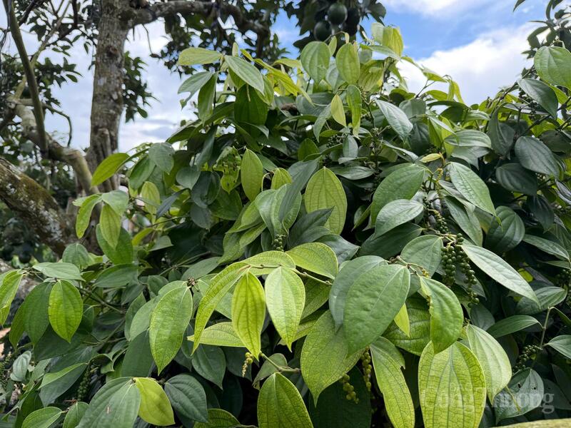 Vườn trồng hồ tiêu tại Lâm Đồng