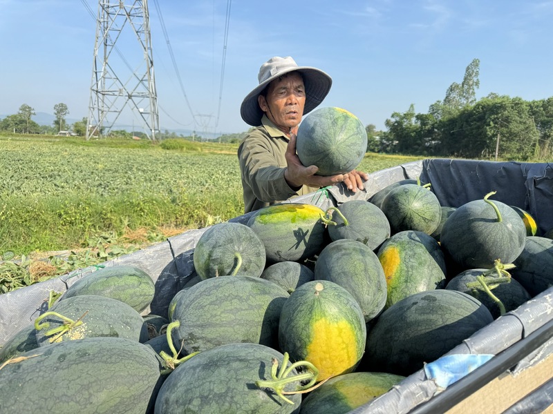 Cảnh được mùa mất giá lại tái diễn đặt ra nhiều thách thức cho ngành nông nghiệp và người nông dân. Ảnh: Nguyễn Dương