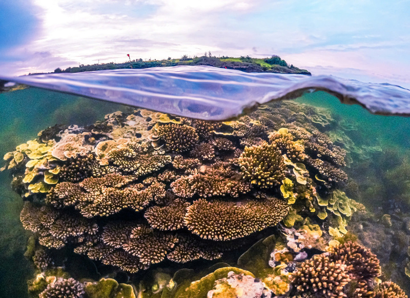 Những mảng san hô đầy sức sống nhờ được sự bảo vệ của Tổ cộng đồng nơi đây. Ảnh: Nguyễn Dương