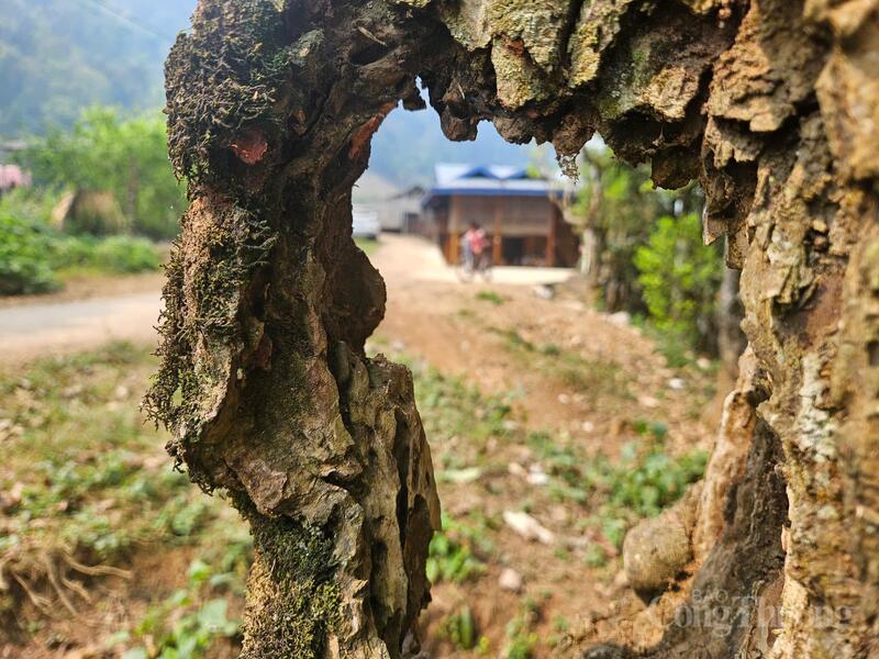 Chè Shan tuyết Tủa Chùa từng bước được “số hóa” toàn diện, tạo ra sự minh bạch trong truy xuất nguồn gốc và mở rộng cơ hội tiếp cận thị trường trong nước cũng như quốc tế.