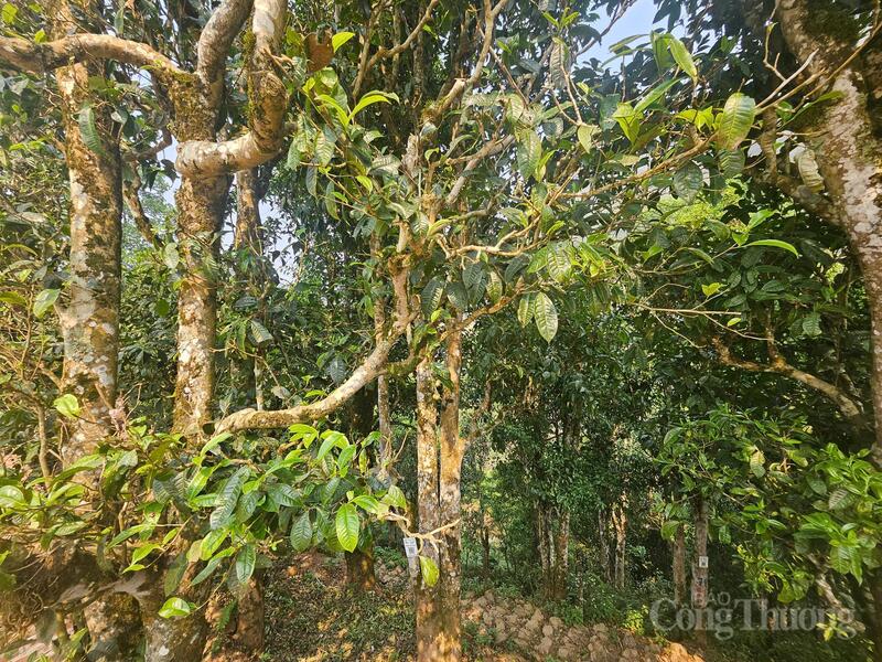 Khi thu hoạch chè, bà con chỉ hái trong khoảng từ 7 giờ đến 10 giờ sáng, muộn nhất là 11 giờ, khi sương vừa tan, búp chè đạt độ “chín” tự nhiên.