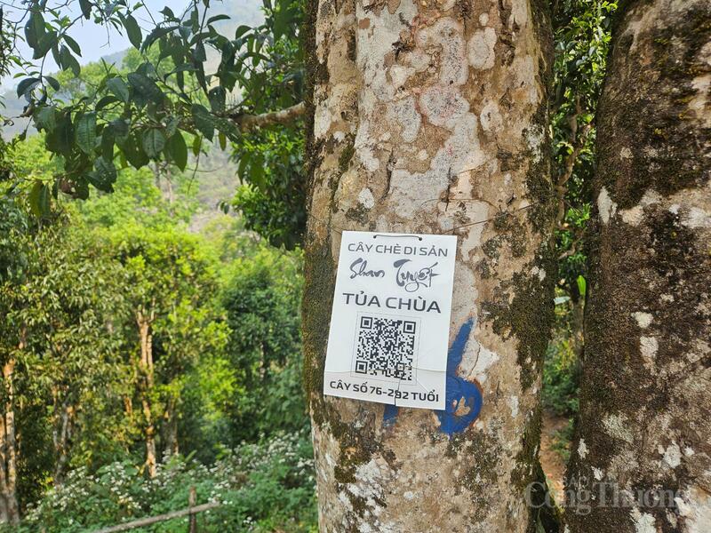 Mỗi gốc chè cổ thụ tại Hấu Chua được gắn trên mình một mã QR với đủ thông tin.