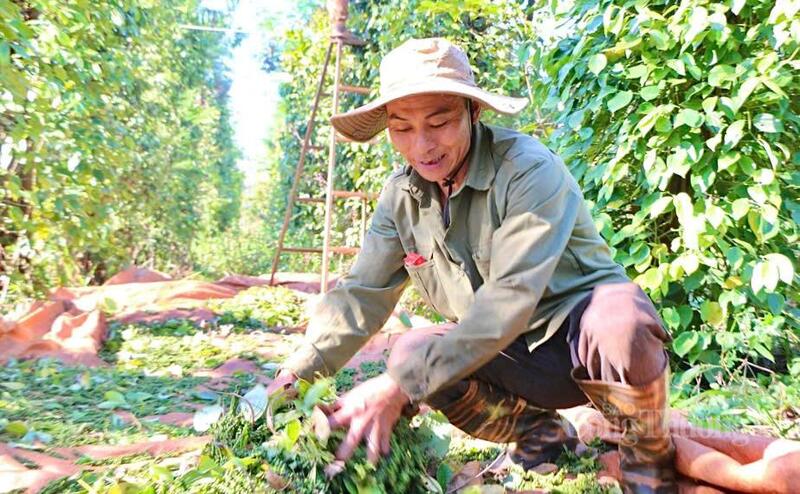 Đầu ra ổn định giúp bà con yên tâm gắn bó lâu dài với cây tiêu. Ảnh: Hiền Mai