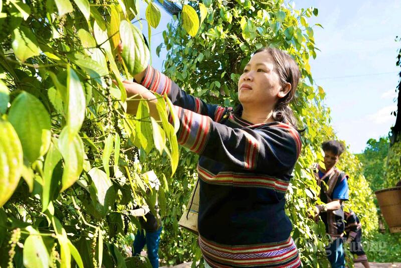 Những sản phẩm tiêu của Hợp tác xã Nông nghiệp và Dịch vụ Nam Yang đã đạt OCOP 5 sao, góp phần nâng tầm giá trị hạt tiêu địa phương. Ảnh: Hiền Mai