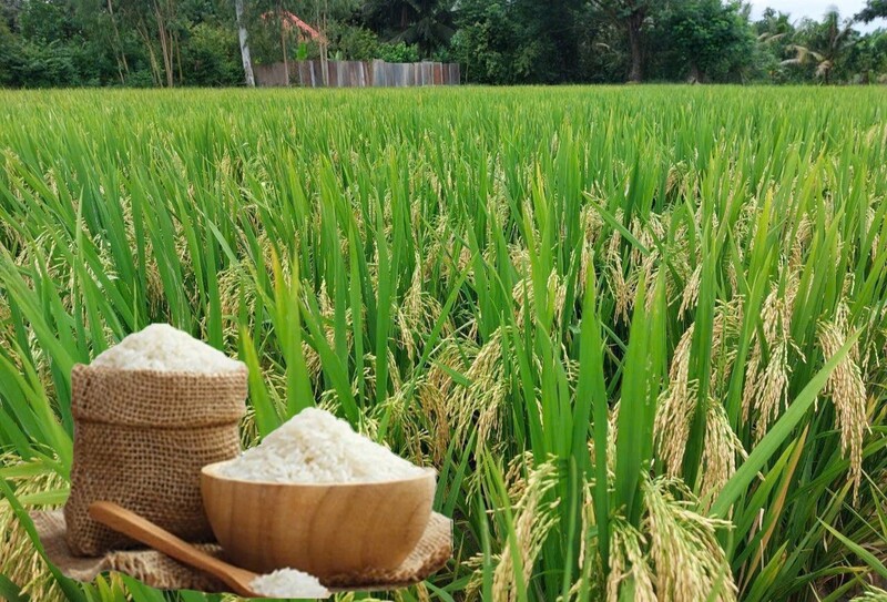 Giá lúa gạo hôm nay ngày 29/5/2026: Lúa tươi biến động trái chiều. Ảnh: Thanh Minh.