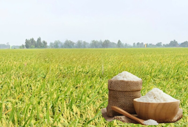 Giá lúa gạo hôm nay ngày 11/6/2026: Gạo nguyên liệu xuất khẩu giảm nhẹ. Ảnh: Thanh Minh.