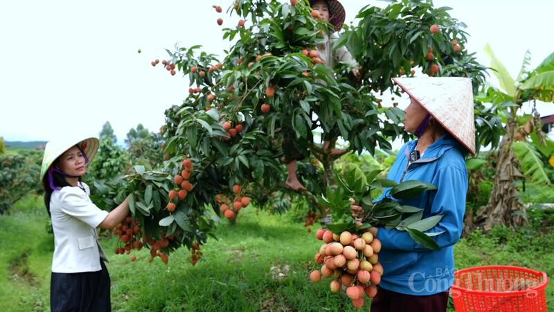 Đến nay, toàn tỉnh đã tiêu thụ khoảng 30.100 tấn vải, trong đó xuất khẩu chiếm hơn 42%