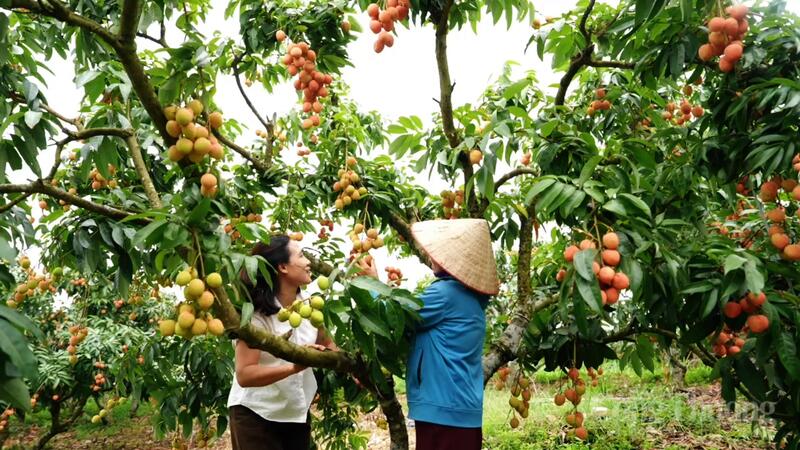 Sự vào cuộc sớm, đồng bộ và sát thực tiễn của Bộ Công Thương đã tạo thêm động lực để địa phương nâng cao giá trị, mở rộng đầu ra và xây dựng thương hiệu bền vững cho vải thiều Bắc Ninh